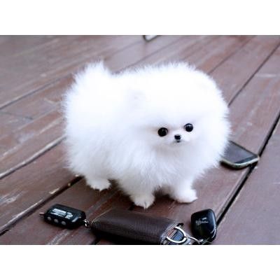 Wunderschöne Teacup-Pomeranian-Welpen abgabebereit
