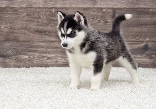 Siberian Husky-Welpen. WhatsApp: +44 7469 456352
