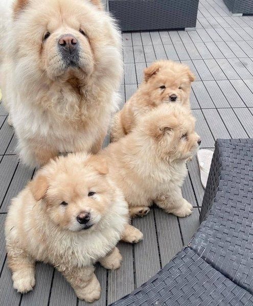 Chow-Chow-Welpen