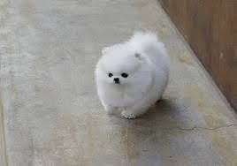 Weiße Teacup-Pomeranian-Welpen