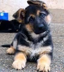 Deutsche Schäferhund-Welpen. WhatsApp: +44 7469 456352