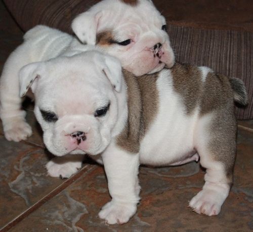 Englische Bulldoggen-Welpen. WhatsApp: +44 7469 456352