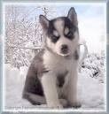 Siberian-Husky-Welpen in gute Hände abzugeben!