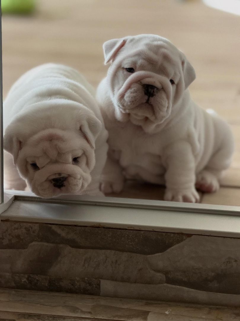 English Bulldog Welpen – kleine Charaktere suchen ihr Zuhause