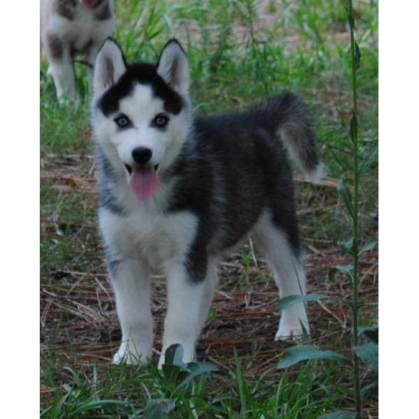 Wunderschöne Siberian-Husky-Welpen.