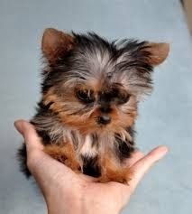 Teacup-Yorkie-Welpen