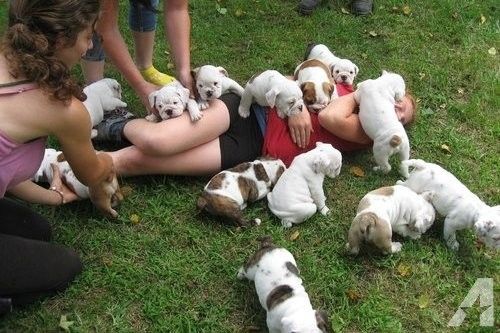 Atemberaubende Englische Bulldoggen-Welpen