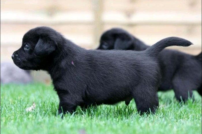 Labrador-Welpen suchen ein neues Zuhause