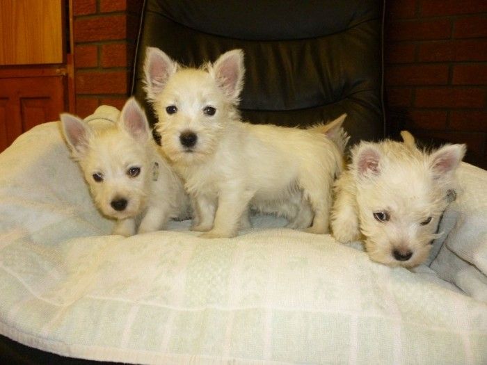 11 Wochen alte West Highland Terrier-Welpen.