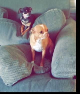AKC-Chihuahua-Welpen suchen ein neues Zuhause