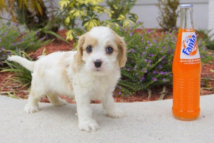 Cavachon-Welpe (Designer-Rasse) – Weibchen! (Cavalier & Bichon Frisé)