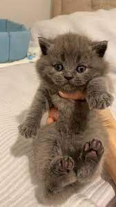 Britisch Kurzhaar Kater und Katzen
