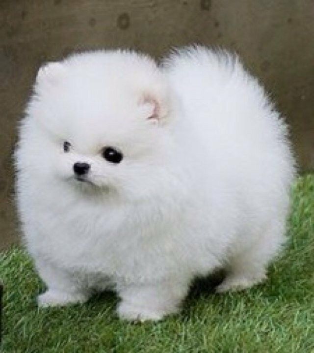 Zwergspitz-Welpen (Pomeranian). WhatsApp: +44 7469 456352