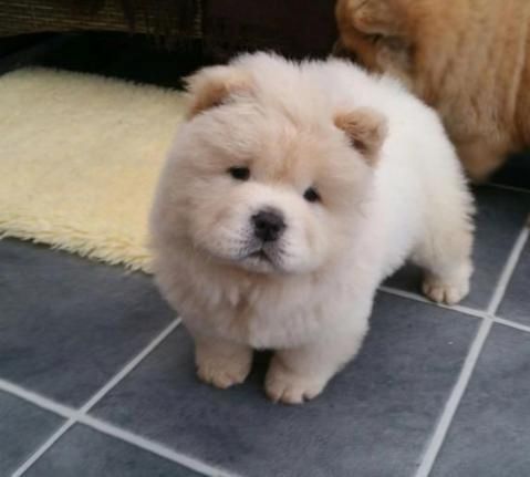 Chow-Chow-Welpen. WhatsApp: +44 7469 456352