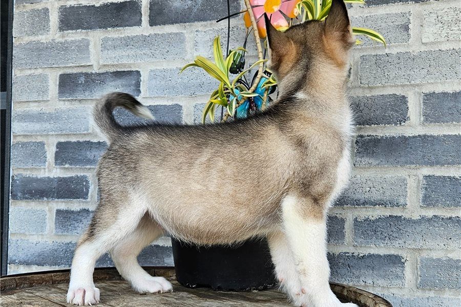 Siberian-Husky-Welpen. WhatsApp: +44 7469 456352