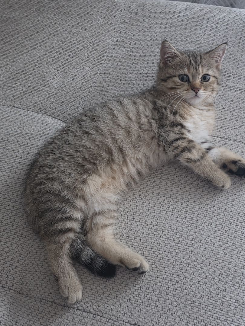 BKH Kater sucht neues Zuhause