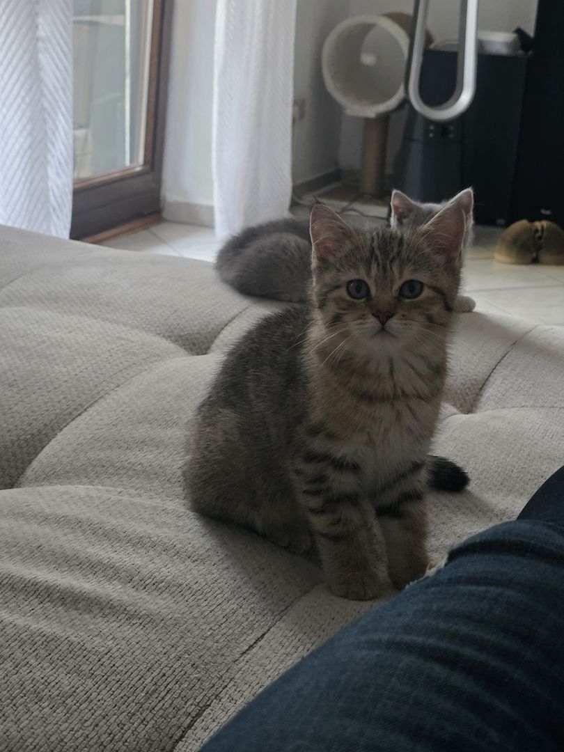 BKH Kater sucht neues Zuhause