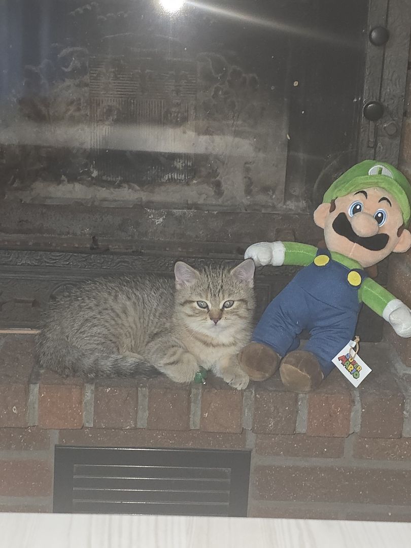 BKH Kater sucht neues Zuhause