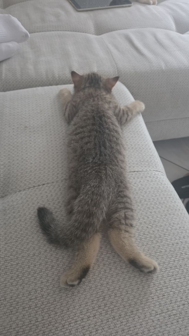 BKH Kater sucht neues Zuhause