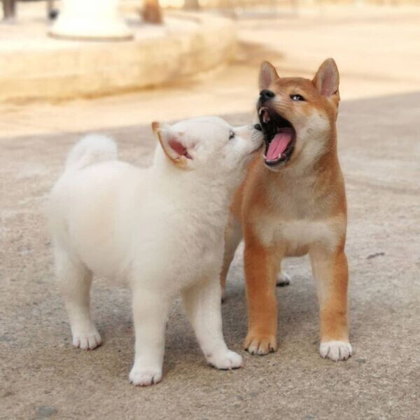 Japanische Shiba-Inu-Welpen suchen ein neues Zuhause