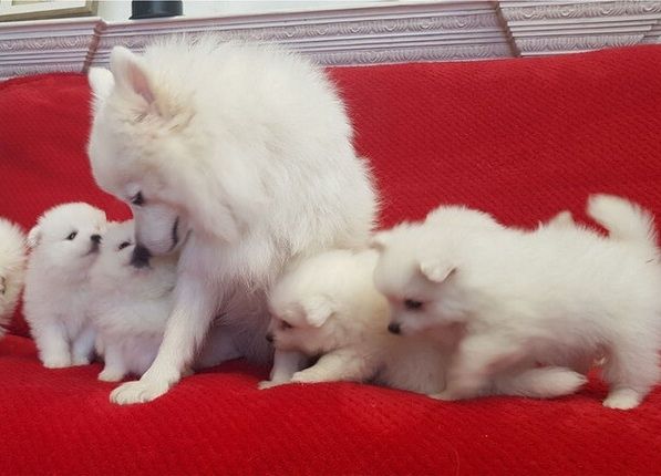 Japan-Spitz-Welpen suchen ein neues Zuhause