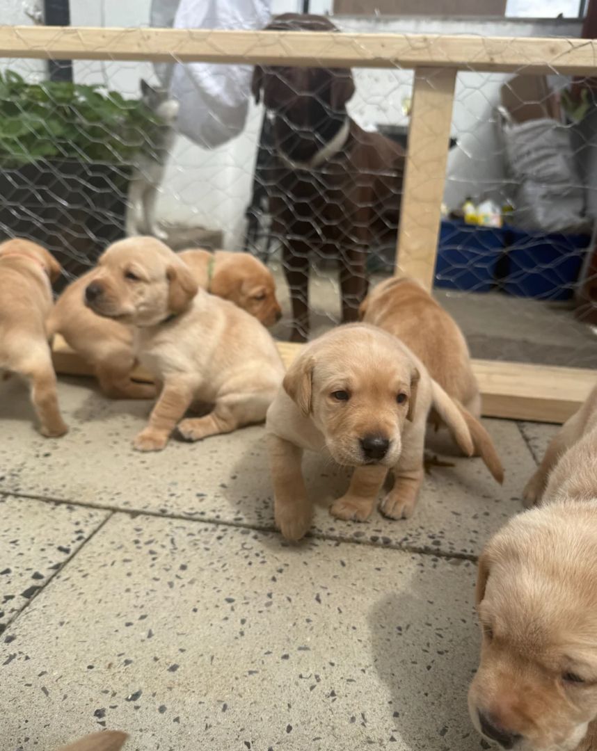 Labrador-Welpen suchen ein neues Zuhause