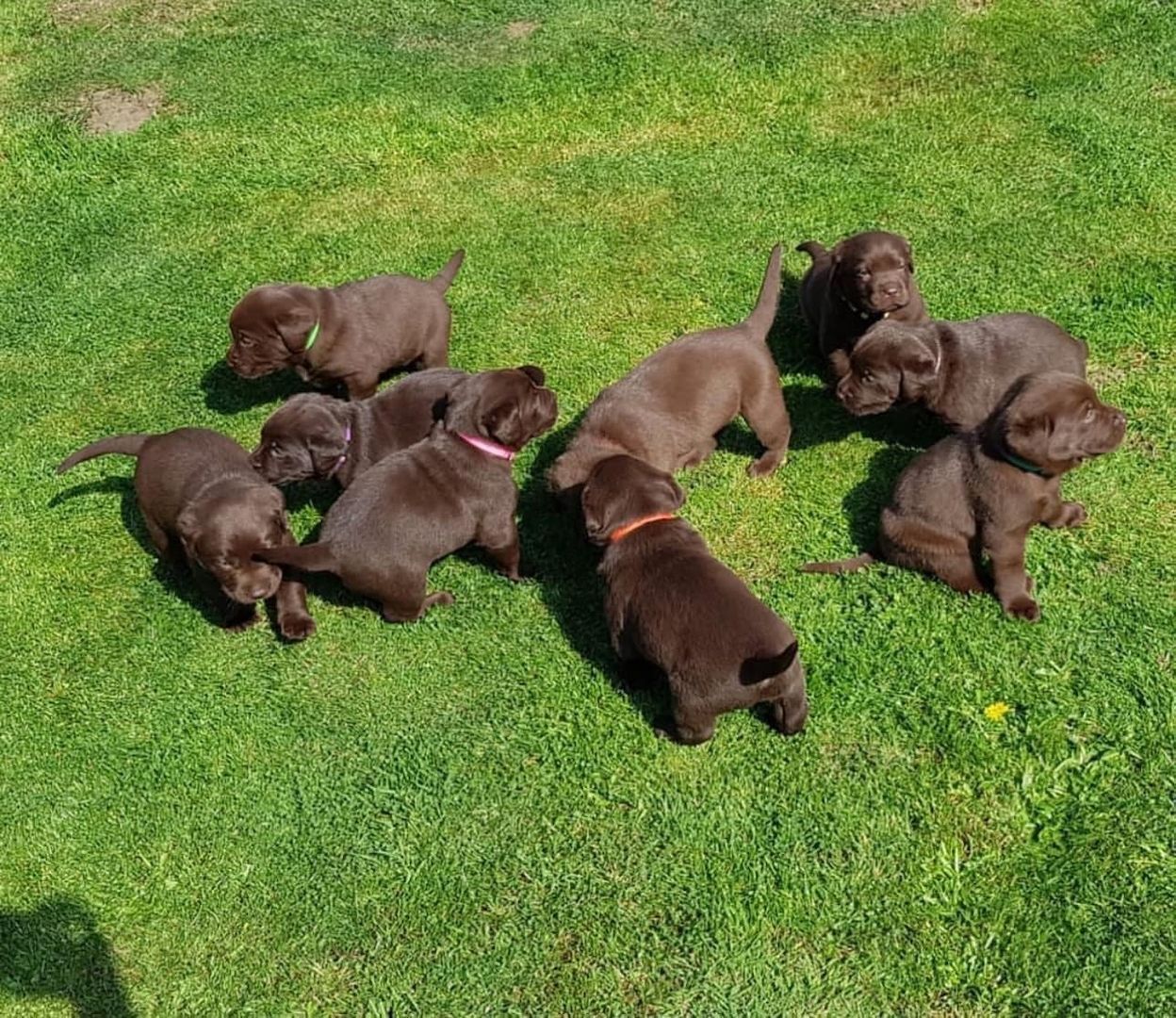 Labrador-Welpen suchen ein neues Zuhause