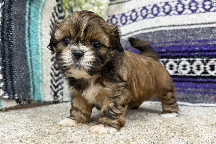 Shih-Tzu-Welpen. WhatsApp: +44 7469 456352