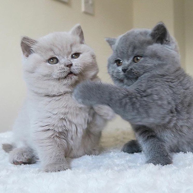 Scottish-Fold-Kätzchen