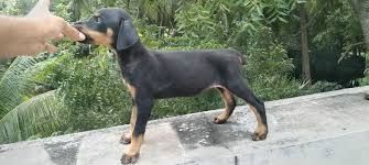 Dobermann-Welpen. WhatsApp: +44 7469 456352
