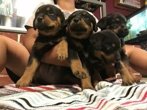 Rottweiler-Welpen abzugeben