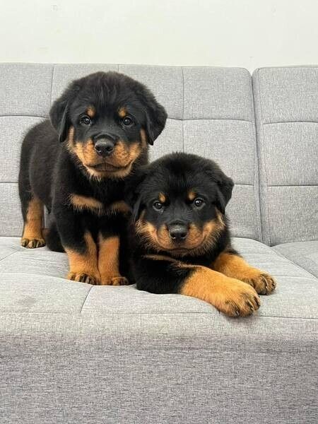 Rottweiler-Welpen abzugeben