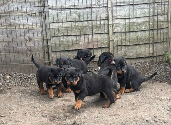 Rottweiler-Welpen abzugeben