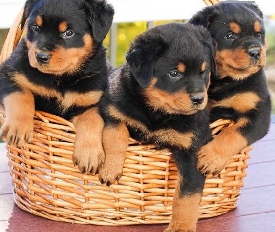 Rottweiler-Welpen abzugeben