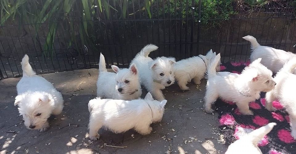West Highland White Terrier-Welpen suchen ein neues Zuhause