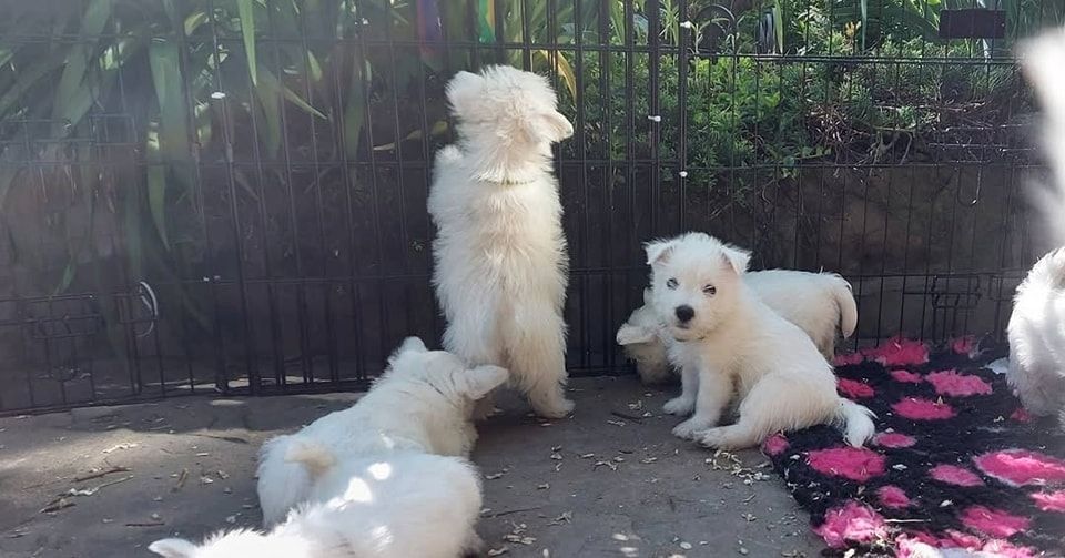 West Highland White Terrier-Welpen suchen ein neues Zuhause