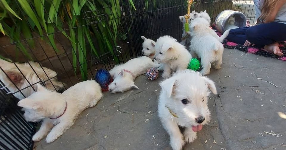 West Highland White Terrier-Welpen suchen ein neues Zuhause