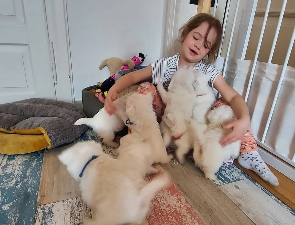 West Highland White Terrier-Welpen suchen ein neues Zuhause