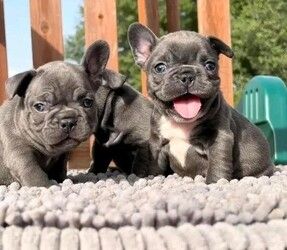 Französische Bulldoggen-Welpen suchen ein neues Zuhause