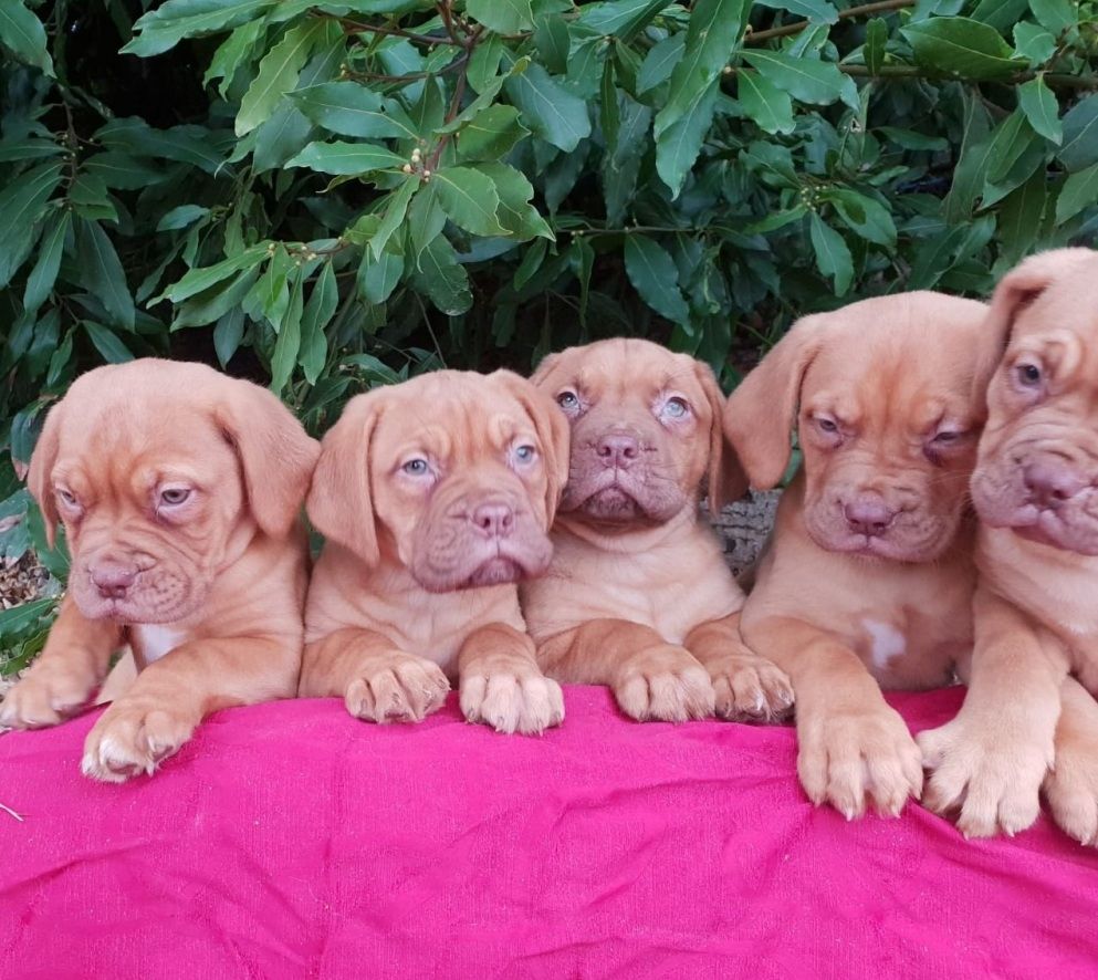 Welpen der Rasse Dogue de Bordeaux abzugeben
