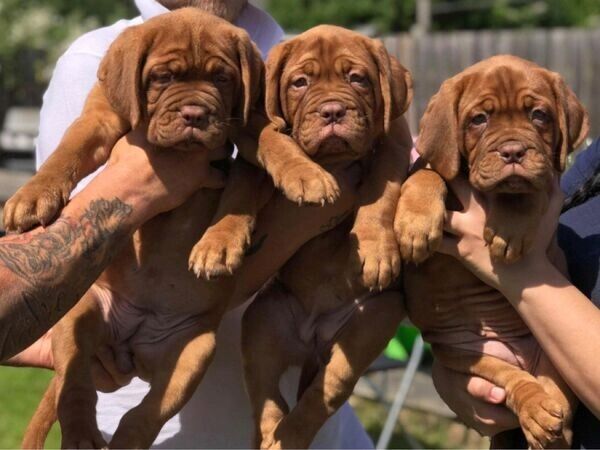 Welpen der Rasse Dogue de Bordeaux abzugeben