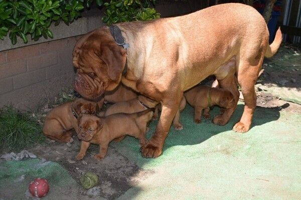 Welpen der Rasse Dogue de Bordeaux abzugeben