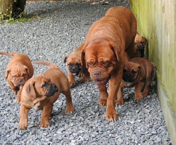 Welpen der Rasse Dogue de Bordeaux suchen ein neues Zuhause.