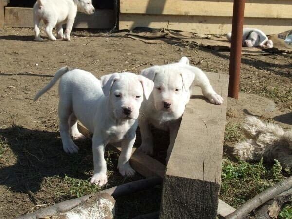 Dogo-Argentino-Welpen suchen ein neues Zuhause.