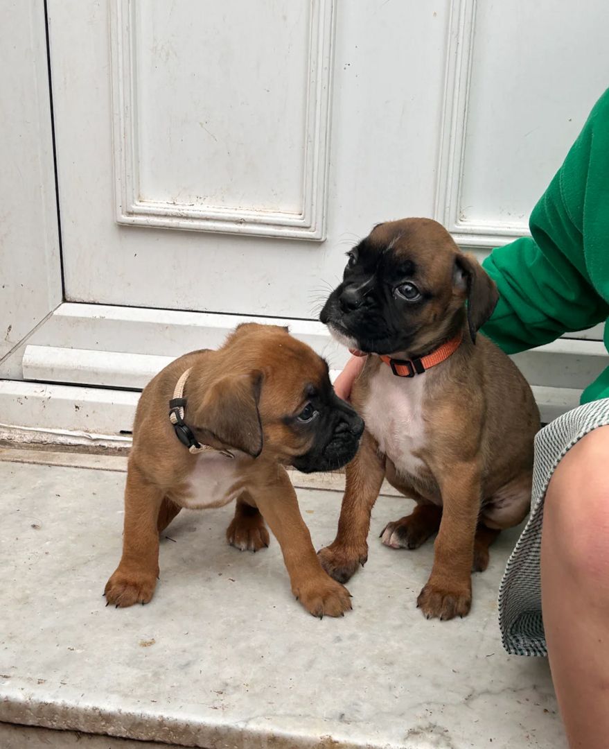 Boxer-Welpen suchen ein neues Zuhause.