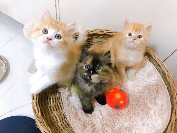 Exotic-Shorthair-Kätzchen suchen ein neues Zuhause.