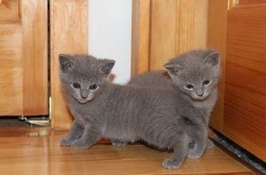 Russisch-Blau-Kätzchen suchen ein neues Zuhause.