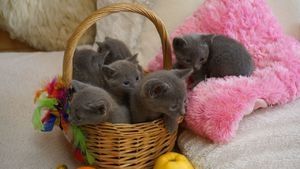 Russisch-Blau-Kätzchen suchen ein neues Zuhause.