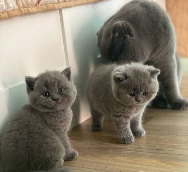 Scottish-Fold-Kätzchen suchen ein neues Zuhause.