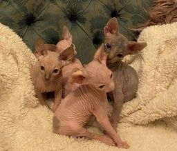 Sphynx-Kätzchen suchen ein neues Zuhause.